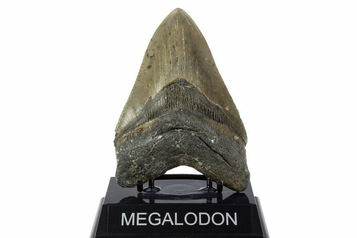 Serrated, Fossil Megalodon Tooth - North Carolina #346332
